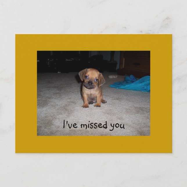 Adorable Puppy Eyes Postcard (Front)