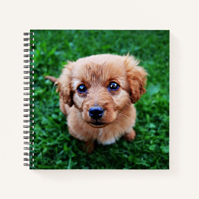Adorable Puppy on Lawn Photo Notebook (Front)