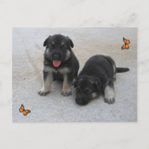 Adorable Puppy Postcard