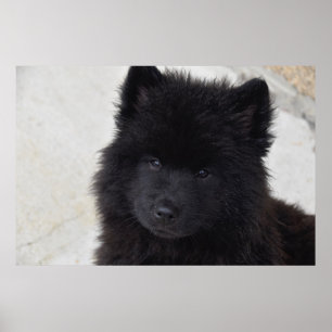 Adorable Puppy Poster