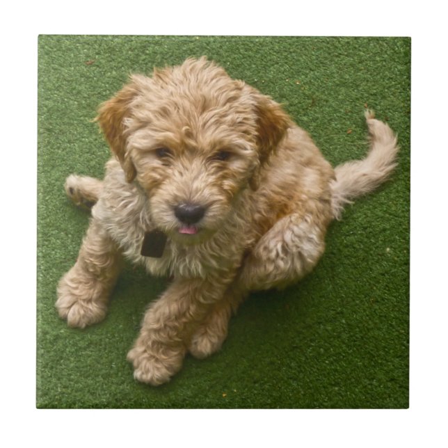 Adorable Puppy Tile (Front)