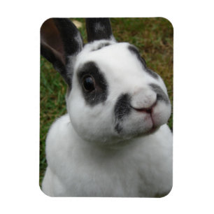 Adorable Rabbit  Magnet