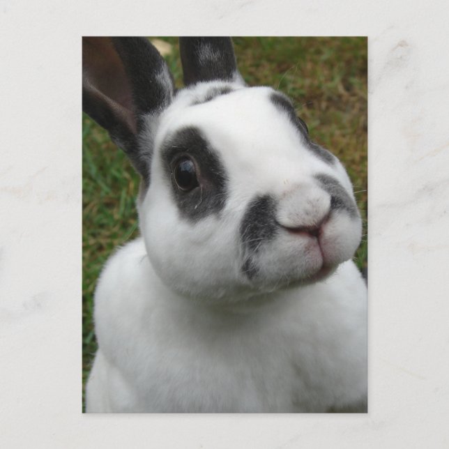 Adorable Rabbit Postcard (Front)