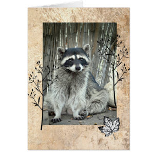 Adorable Racoon