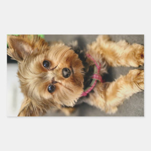 Adorable Rectangular Sticker