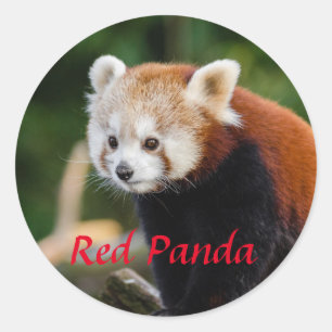 Adorable Red Panda Classic Round Sticker
