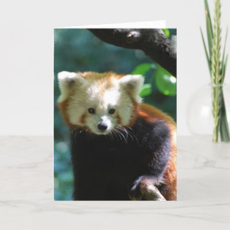 Adorable Red Panda  Greeting Card