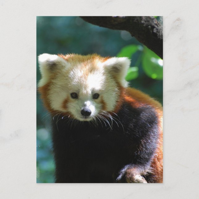 Adorable Red Panda  Postcard (Front)