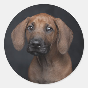 Adorable Rhodesian Ridgeback Puppy Portrait Dog Ph Classic Round Sticker
