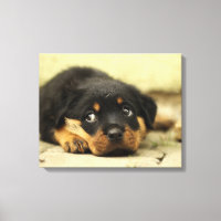 Adorable Rottweiler Puppy
