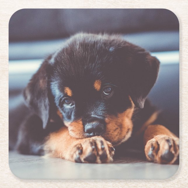 Adorable Rottweiler Puppy Dog Resting Square Paper Coaster (Front)