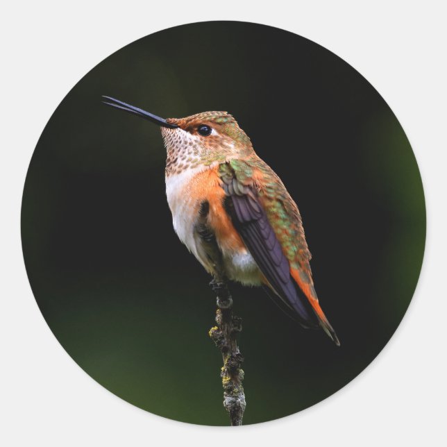 Adorable Rufous Hummingbird on Branch Classic Round Sticker (Front)