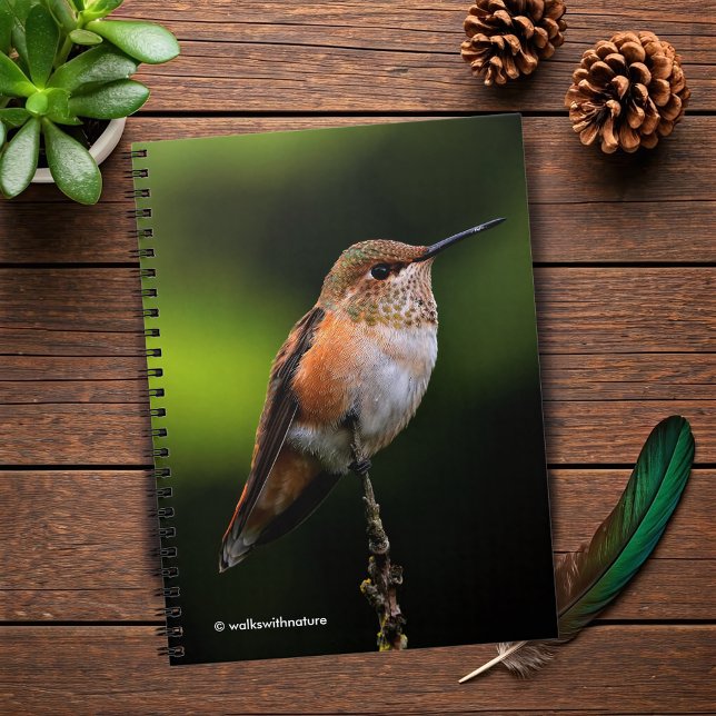 Adorable Rufous Hummingbird on Branch Spiral Notebook (Rufous Hummingbird Poses on the Hybrid Fruit Tree Journal Cover Photo 2)