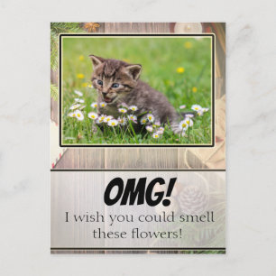 Adorable Rustic Super Suprised Kitten Postcard