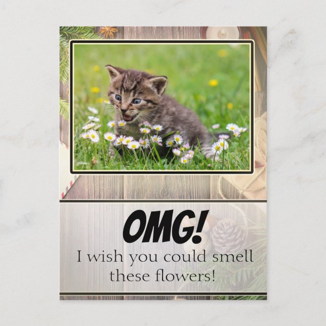 Adorable Rustic Super Suprised Kitten Postcard (Front)