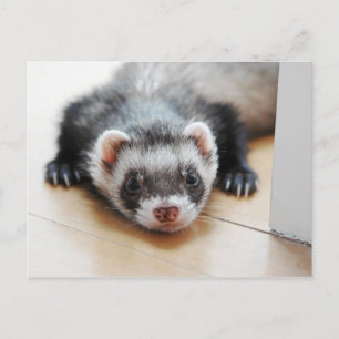 Adorable Sable Ferret Postcard