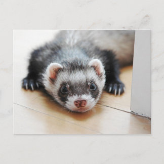 Adorable Sable Ferret Postcard