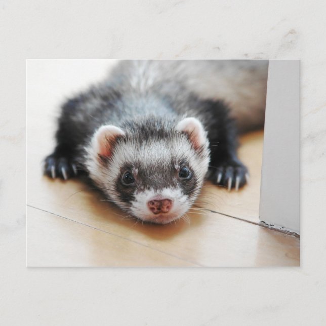 Adorable Sable Ferret Postcard (Front)
