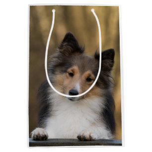 Adorable Sable Sheltie, Shetland Sheepdog Medium Gift Bag