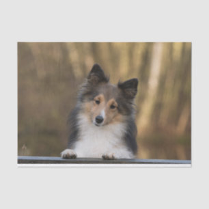 Adorable Sable Sheltie, Shetland Sheepdog Puppy Tissue Paper