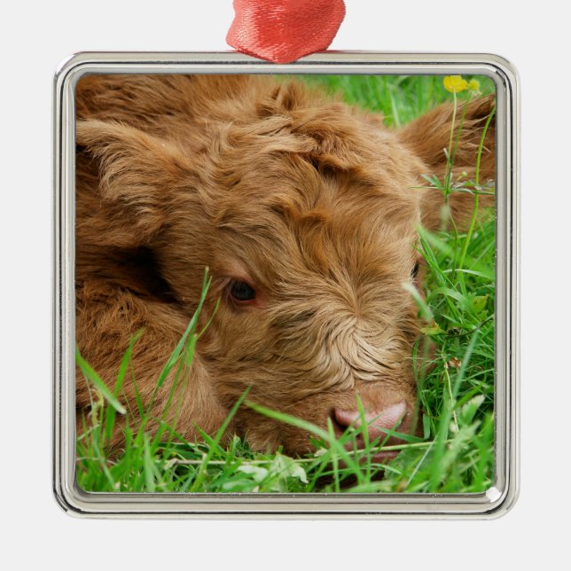 Adorable Scottish Highland Calf Metal Tree Decoration (Front)