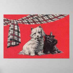 adorable Scottish terriers Poster