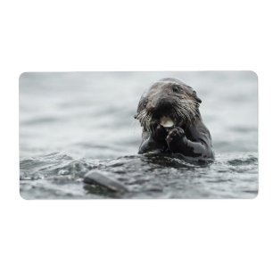 Adorable Sea Otter