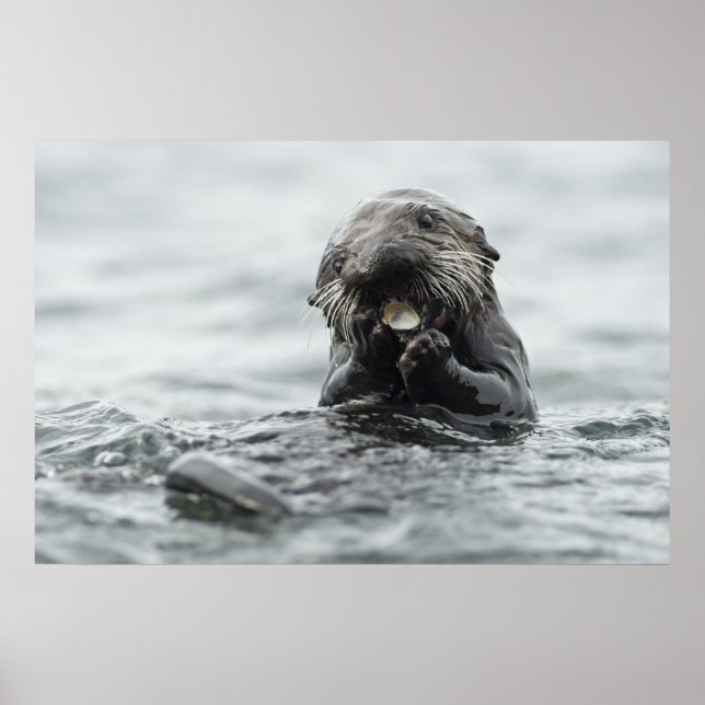 Adorable Sea Otter Poster (Front)