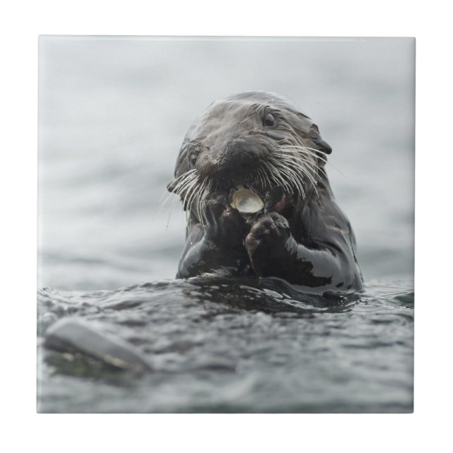 Adorable Sea Otter Tile (Front)