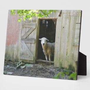 Adorable Sheep Plaque