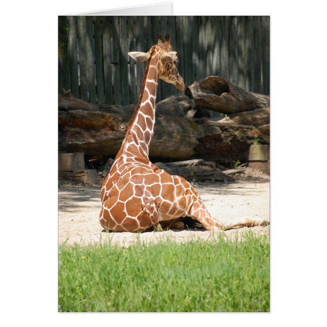 Adorable Sitting Giraffe (Front)