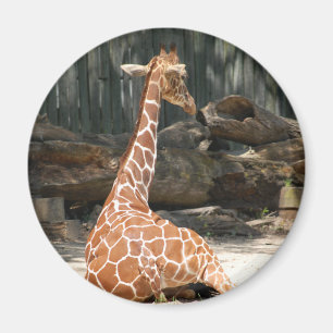 Adorable Sitting Giraffe Magnet