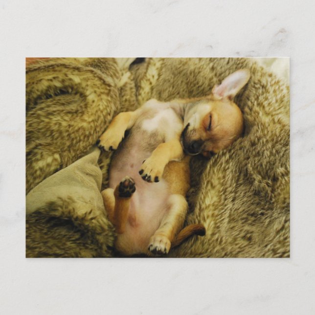 Adorable Sleeping Chihuahua Puppy Postcard (Front)