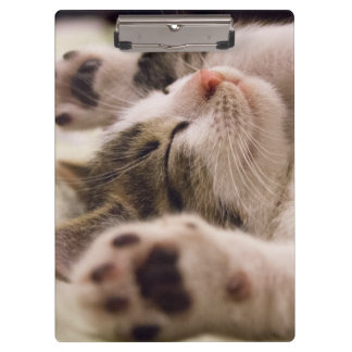 Adorable sleeping kitten clipboard