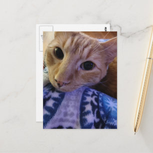 Adorable Sleepy Ginger Kitty Postcard