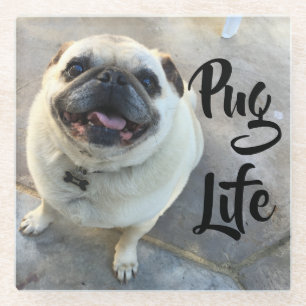 Adorable Smiling Pug Dog Pug Life Glass Coaster