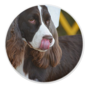 Adorable Springer Spanial Ceramic Knob