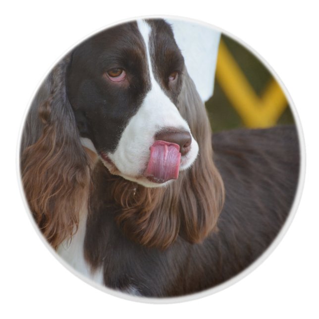 Adorable Springer Spanial Ceramic Knob (Front)