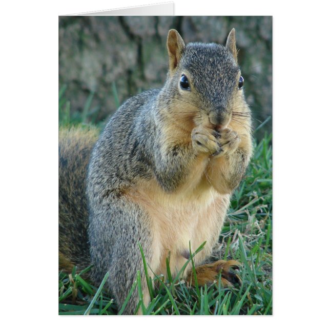 Adorable Squirrel (Front)