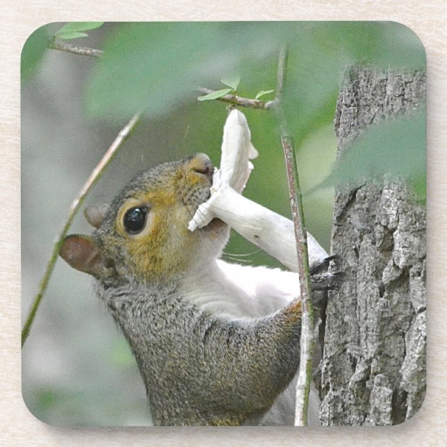 Adorable Squirrel Coaster (Front)