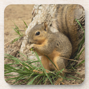 Adorable Squirrel Coaster Set