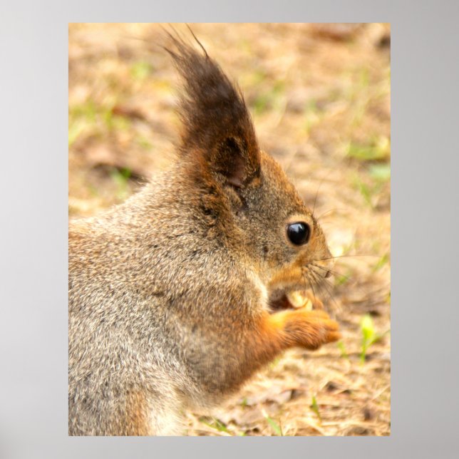 Adorable Squirrel Eating Peanut Photo Poster (Front)