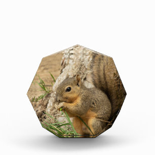 Adorable Squirrel Glass Desk Art Photo Block