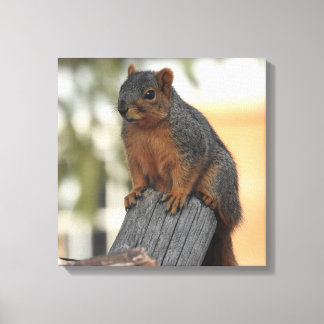 Adorable Squirrel Photograph Canvas Print