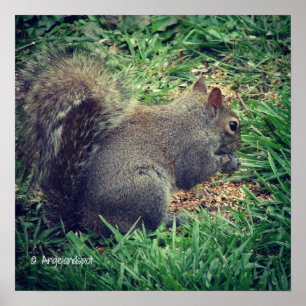 Adorable Squirrel Poster