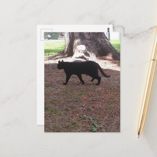 adorable stray black kitty postcard (Front/Back In Situ)