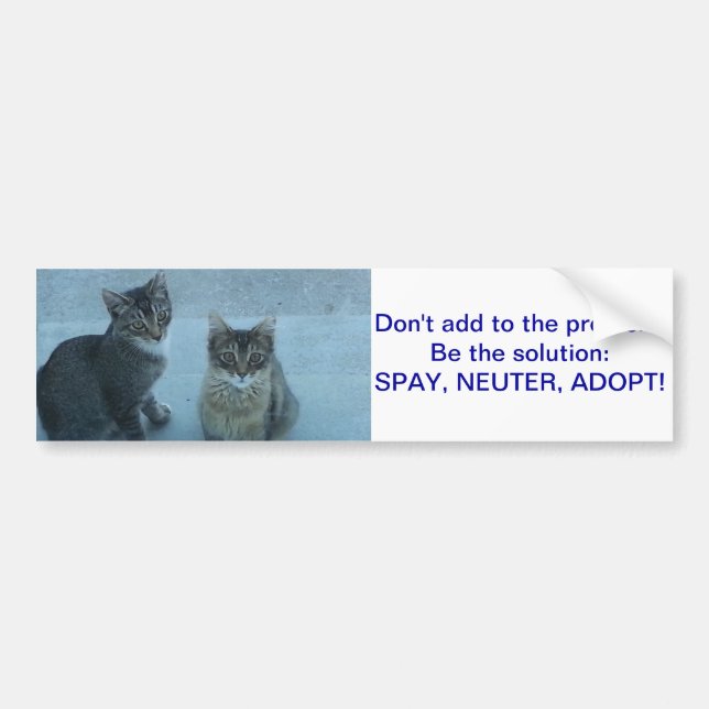Adorable Stray kitten's send a message Bumper Sticker (Front)