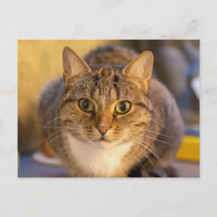 Adorable Tabby and White Cat Close-Up Portrait Postcard