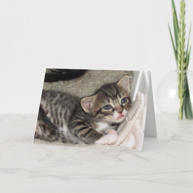 Adorable Tabby Greeting Card (Front)