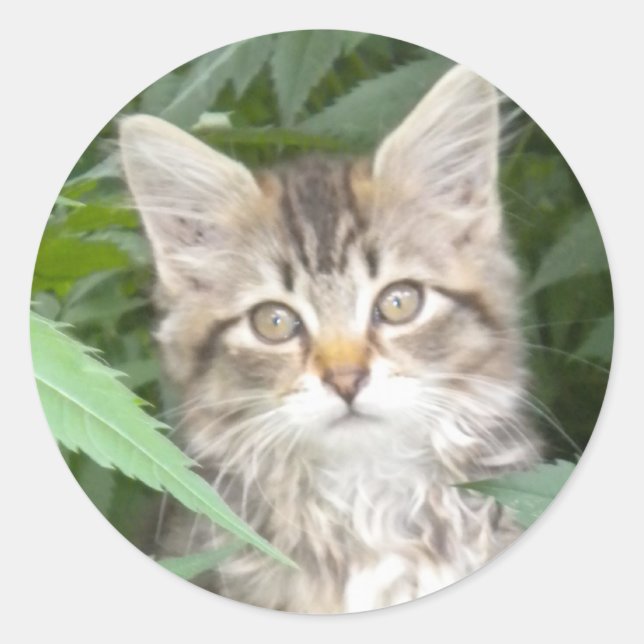 Adorable Tabby Kitten Classic Round Sticker (Front)